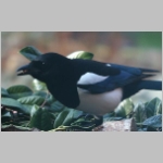 Pica pica - Elster 02.jpg